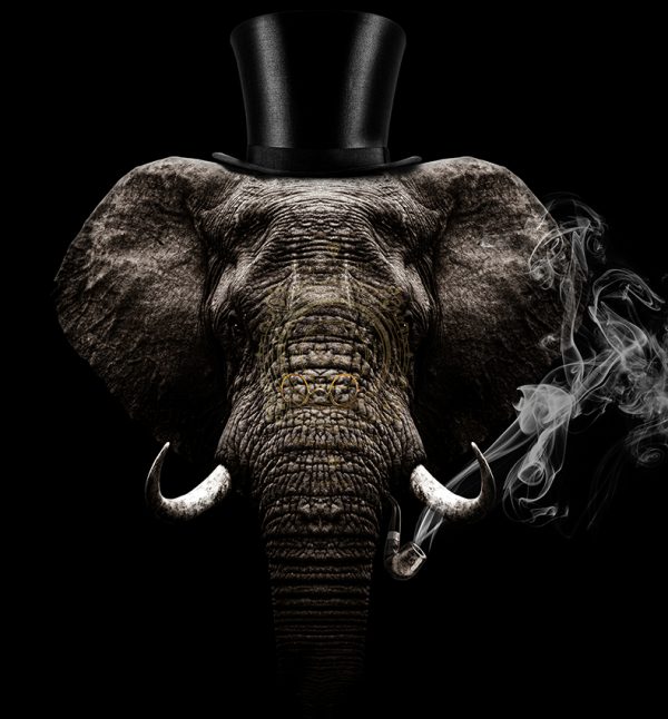 Angela Gomes Boss elephant