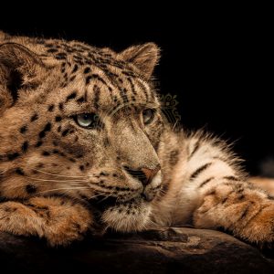 Angela Gomes Snow leopard